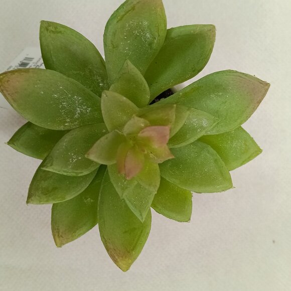3.5 '' Mini Tabletop Succulent Artificial Plant - Threshold, new - Picture 4 of 8